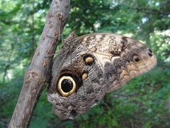 Caligo telamonius memnon