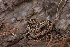 Vipera ammodytes