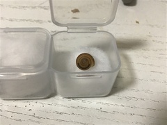 Plectotropis scitula