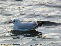 Chroicocephalus ridibundus