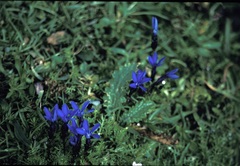 Gentiana bavarica bavarica