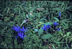 Gentiana bavarica bavarica