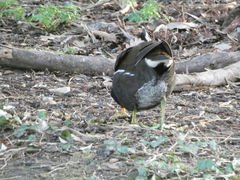 Gallinula chloropus