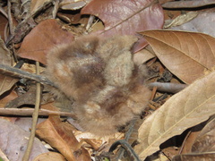 Nyctidromus albicollis