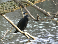 Phalacrocorax carbo