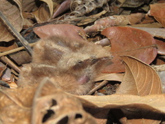 Nyctidromus albicollis