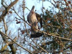 Columba palumbus
