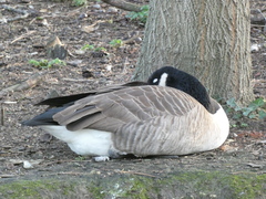 Branta canadensis