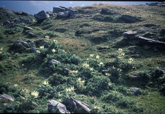 Cirsium spinosissimum