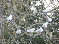 Chroicocephalus ridibundus