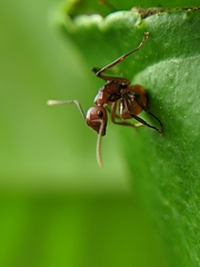 Polyrhachis thrinax
