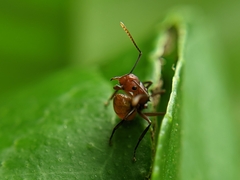 Polyrhachis thrinax