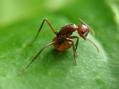 Polyrhachis thrinax
