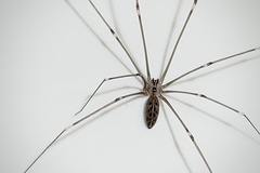 Smeringopus pallidus