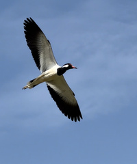Vanellus indicus