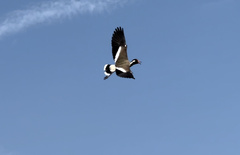 Vanellus indicus