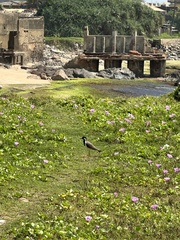 Vanellus indicus
