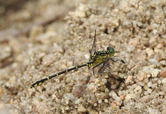 Austrogomphus ochraceus