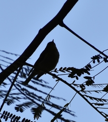 Phylloscopus