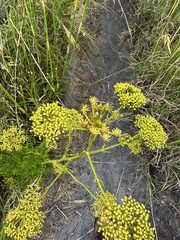 Glia prolifera