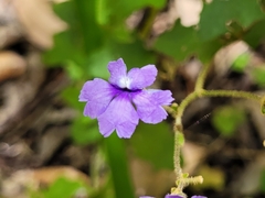 Dampiera hederacea