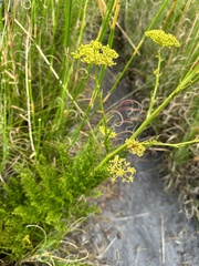 Glia prolifera