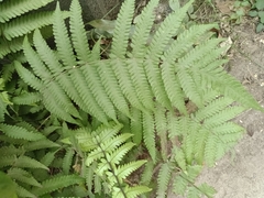 Cyclosorus interruptus