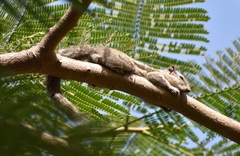 Funambulus pennantii