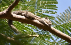 Funambulus pennantii