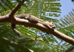 Funambulus pennantii