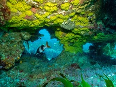 Pseudogoniistius nigripes