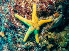 Nectria macrobrachia