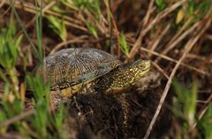 Emys orbicularis hellenica
