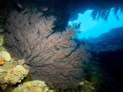 Melithaea