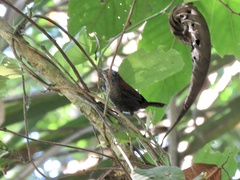 Cantorchilus semibadius