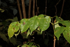 Archidendron grandiflorum