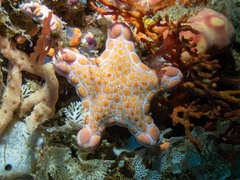 Pentagonaster duebeni