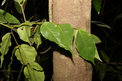 Archidendron grandiflorum
