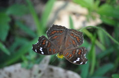 Junonia natalica