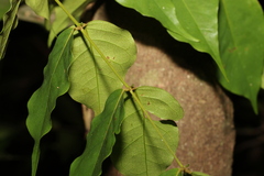 Archidendron grandiflorum