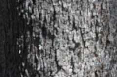 Eucalyptus moluccana