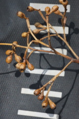 Eucalyptus moluccana