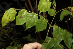 Archidendron grandiflorum
