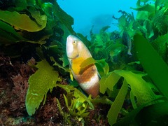 Notolabrus tetricus