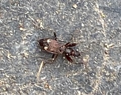 Pseudopamera nitidula