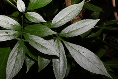 Sambucus australasica
