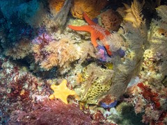 Pentagonaster duebeni