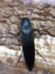Ctenoplectron