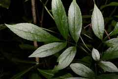 Sambucus australasica
