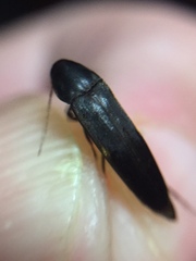 Ctenoplectron